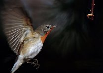 红胸姬鹟是知更鸟吗 红胸姬鹟红喉姬鹟是一种吗