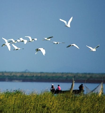 鄱阳湖夏候鸟开始南迁(傅建斌 摄)