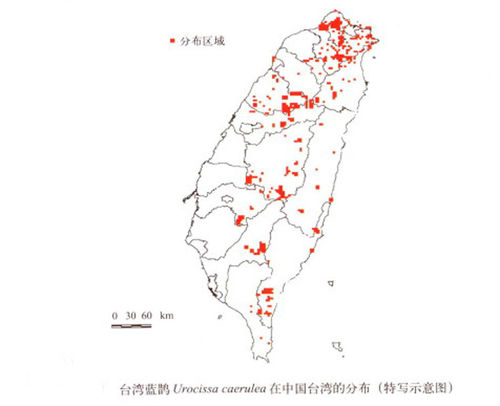 台湾蓝鹊的分布范围