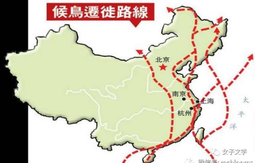 中国候鸟迁徙三大路线