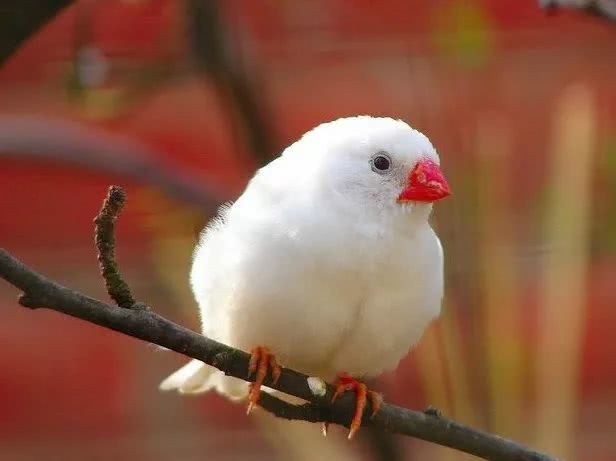 白色的斑胸草雀