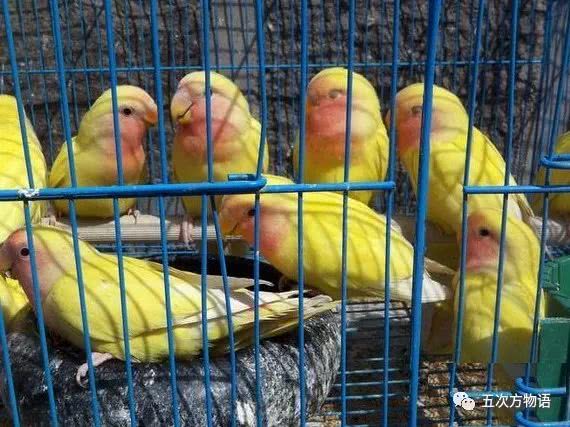 桃脸牡丹鹦鹉（黄桃脸），摄于青岛南山市场