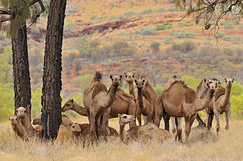 澳大利亚射杀骆驼