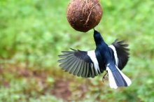 孟加拉的国鸟是什么,鹊鸲在中国被称为＂四喜鸟＂