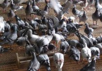 鸽子养殖大棚,大棚养殖鸽子应该注意哪些
