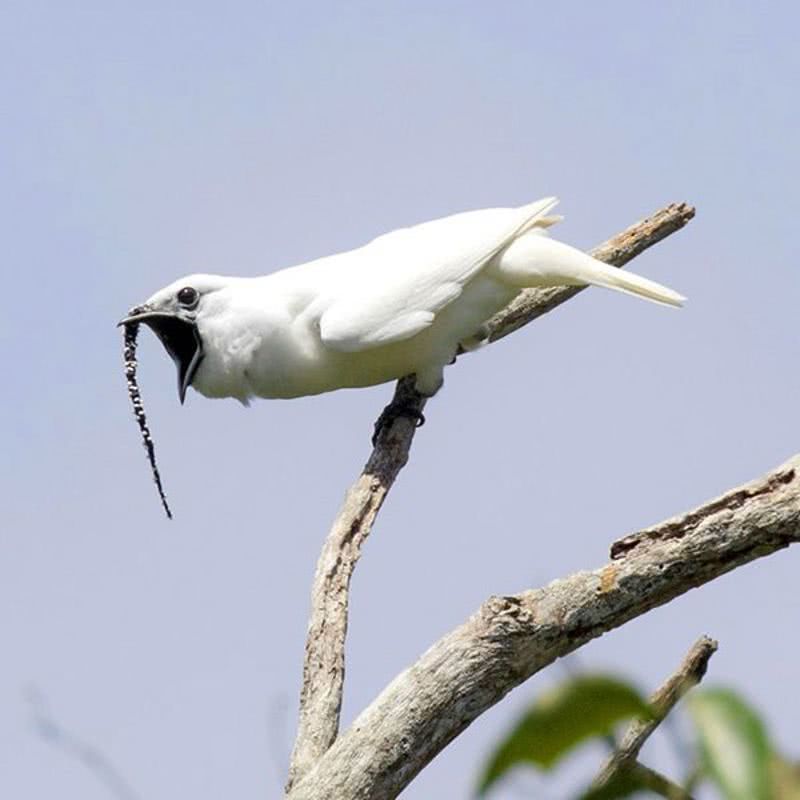 （雄性白色铃铛鸟的喙上有一个壮观的黑色“挂铃”，声音高达125分贝。图源：《Nature》）