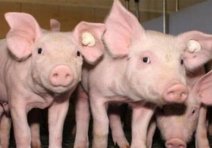 养猪的8项补贴政策,养猪国家有什么补贴政策
