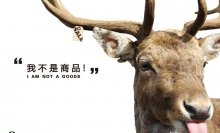 保护动物宣传标语,保护动物的优美段落