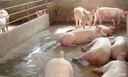 养猪要怎么养才能少生病呢？