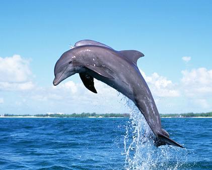 海豚为何对人类友好，原来在海豚眼里人是这样的，长见识了