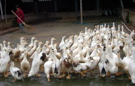 「养鸭」种鸭如何饲养管理？注意这五点，饲养管理并不难