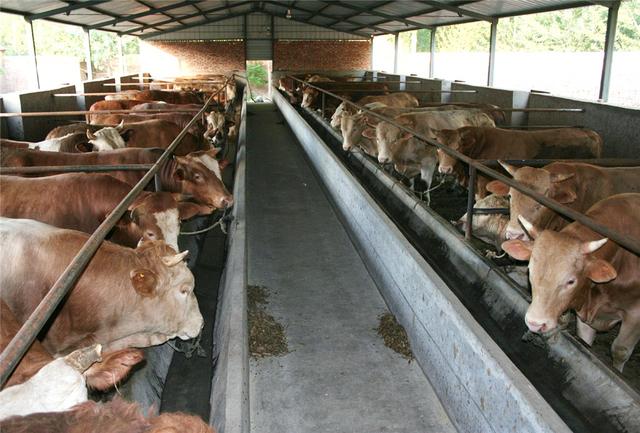 为何国内养牛业止步不前？缘于不让养、不敢养、不会养