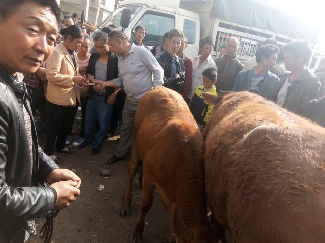 牛市怪象：犊牛供不应求价格高涨，肉牛成交量低迷，养牛户被压价