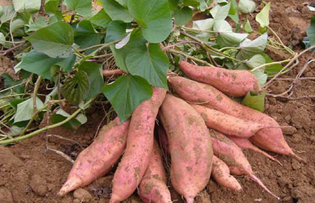 红薯的产地分布和生长环境要求
