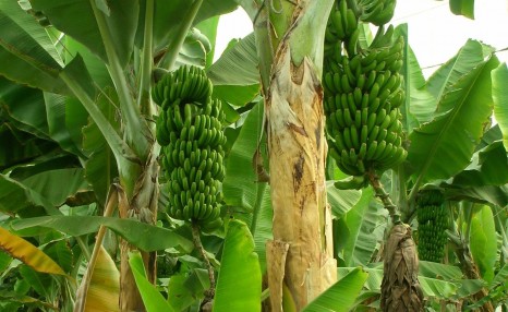 农村经济农作物介绍：香蕉