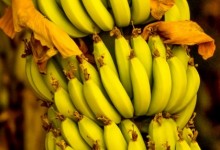 香蕉是不是农作物？专业人士来告诉你