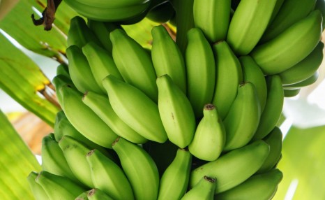 农村经济农作物介绍：香蕉