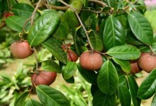 油茶树种植技术，掌握了可以增加山茶的产量和效益