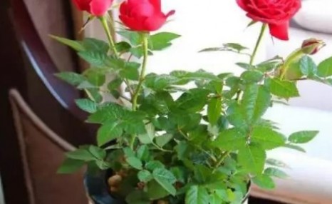 玫瑰花种植方法和时间