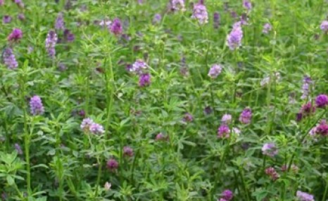 紫花苜蓿草如何种植