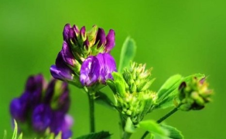 紫花苜蓿草如何种植