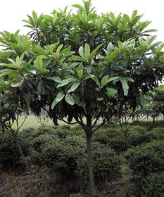 枇杷树的种植方法和栽培管理技术