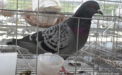 鸽子养殖技术要点，两分钟学会鸽子选种、育种方法