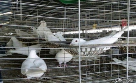 鸽子养殖技术