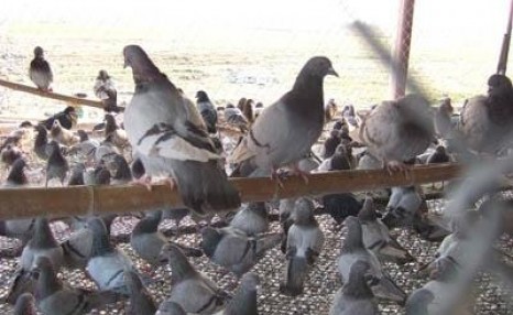 鸽子养殖技术要点，两分钟学会鸽子选种、育种方法