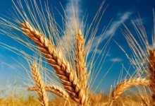 2020年什么时候种小麦？播种最佳时间！如何正确断定小麦蜡熟期？