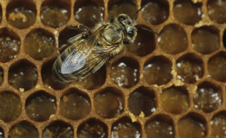 蜜蜂养殖技术 养蜂专业基础知识