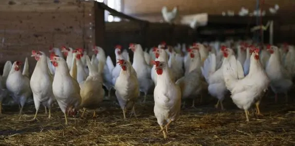 家禽畜牧投资讲座（农村家庭养殖业养鸡发展趋势与对策）