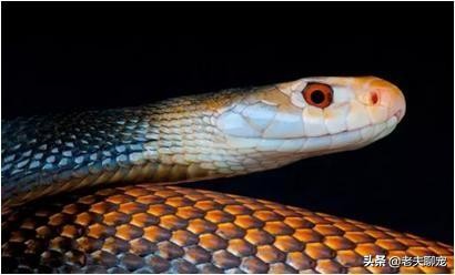 毒性排名世界前五的毒蛇，国内只有一种蛇类上榜