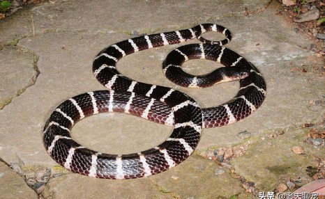 毒性排名世界前五的毒蛇，国内只有一种蛇类上榜