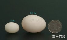 如何增加鸽子蛋重?,养鸽技术