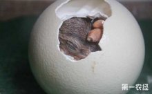 鸵鸟种蛋孵化多少天,鸵鸟种蛋什么季节受精