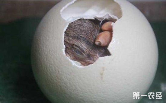 鸵鸟种蛋怎么孵化？鸵鸟种蛋的孵化技术