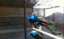 蓝孔雀怎么养殖技术，养蓝孔雀怎么繁殖
