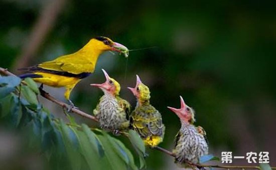 黄鹂是国家保护动物吗？黄鹂鸟怎么分公母？
