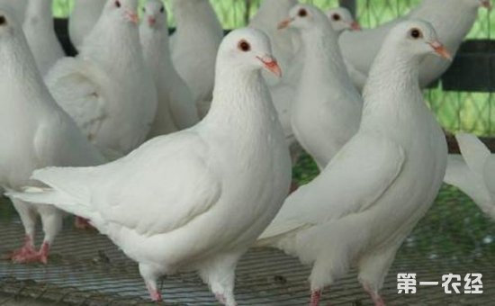 乳鸽养殖怎么管理？肉鸽自然育雏的饲养管理要点