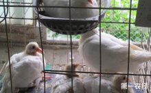 乳鸽科学养殖技术交流，肉鸽育雏的饲养管理