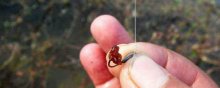 钓鱼用的红虫怎么养殖，红虫养殖的技术