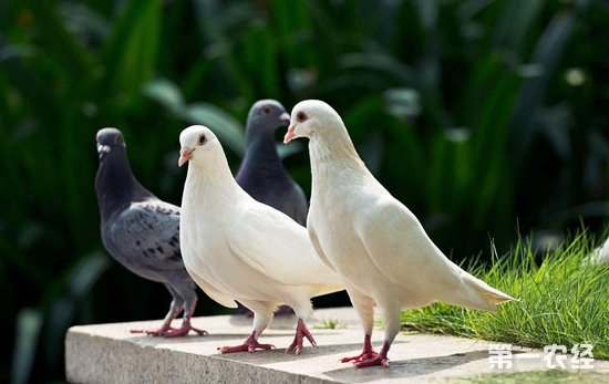 如何识别病鸽与健康鸽
