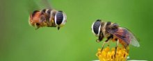 蜜蜂养殖技术蜜蜂分箱，蜂群转场注意事项