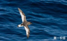 鸟基地博客为你解读海燕的四大特征