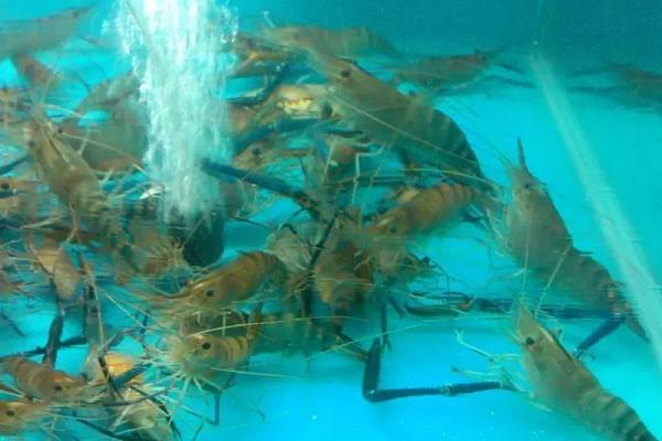 沼泽蓝虾养殖方法