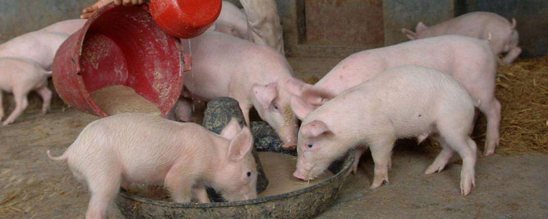 养猪技术教程