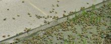 黑斑蛙养殖技术，养黑斑蛙需要注意八大事项