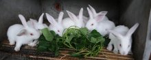养殖兔子的方法与技术，兔子养殖技术大全