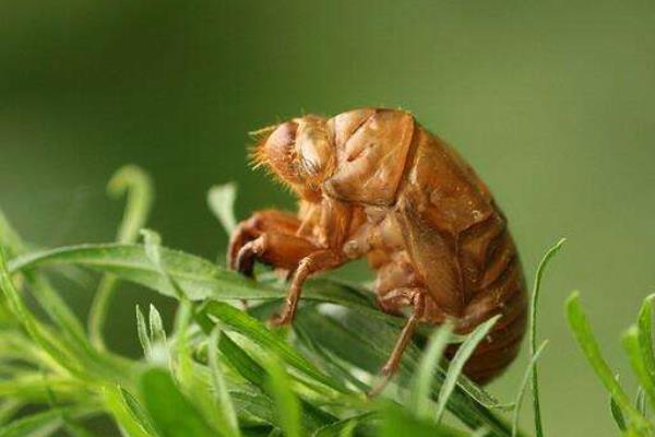 金蝉怎么养殖金蝉人工养殖技术